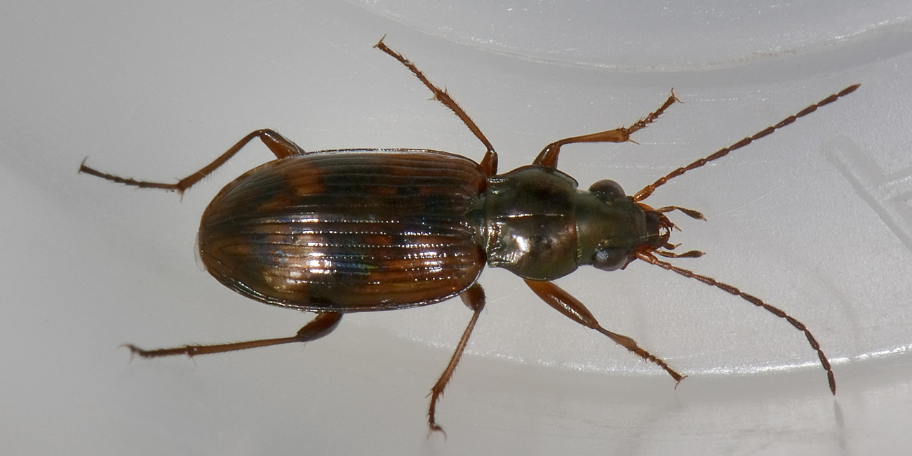 Bembidion varium o dentellum  - Carabidae